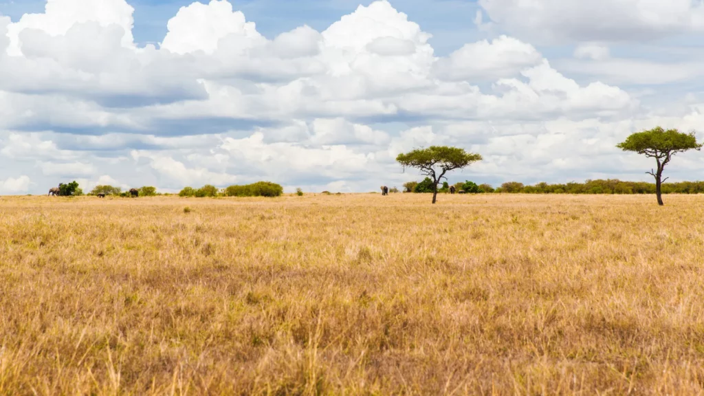 Hoodlum Film Fixers - Sunny South African savannah with clear skies, highlighting ideal filming conditions under warm and bright weather