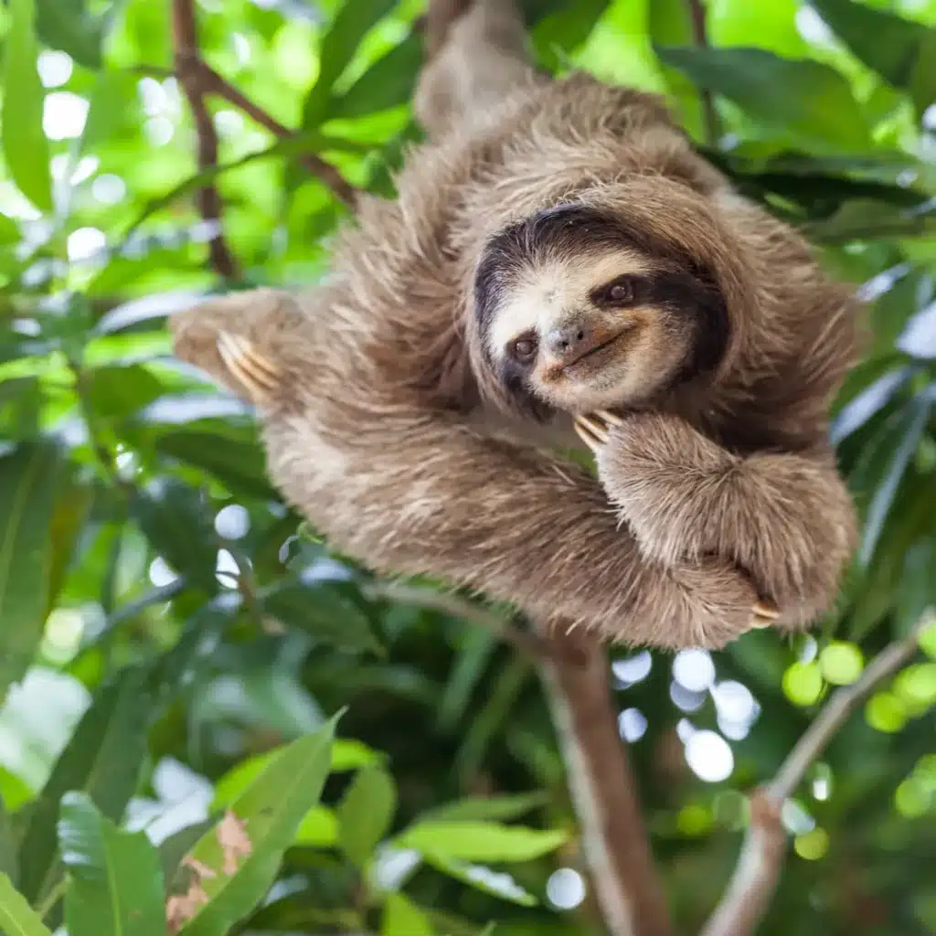 Panama