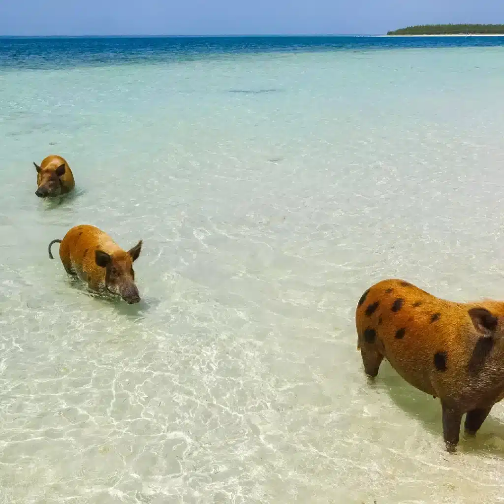 The Bahamas