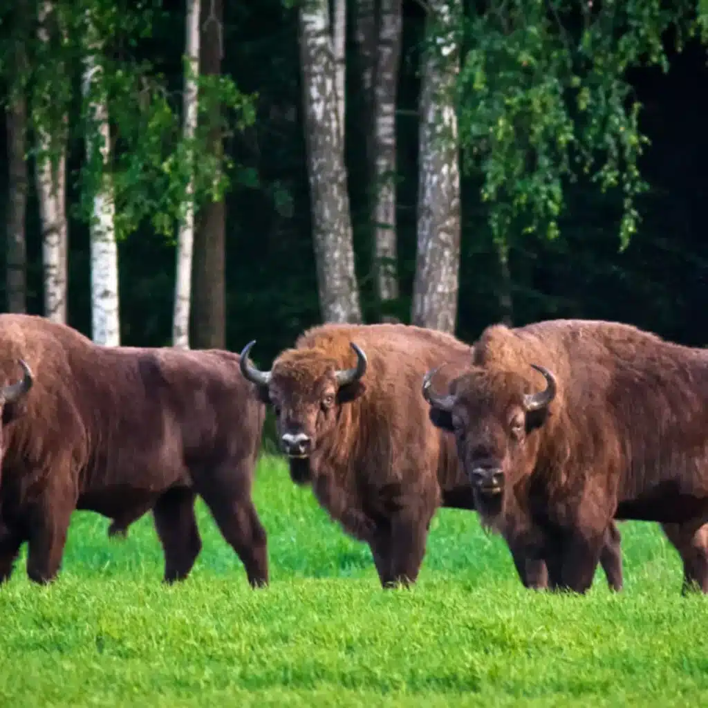Belovezhskaya Pushcha Forest