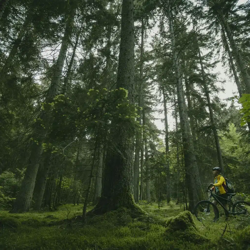 Borjomi-Kharagauli Forest