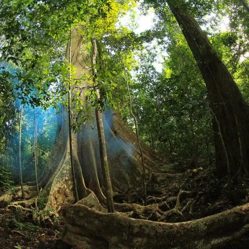 Cat Tien Forest