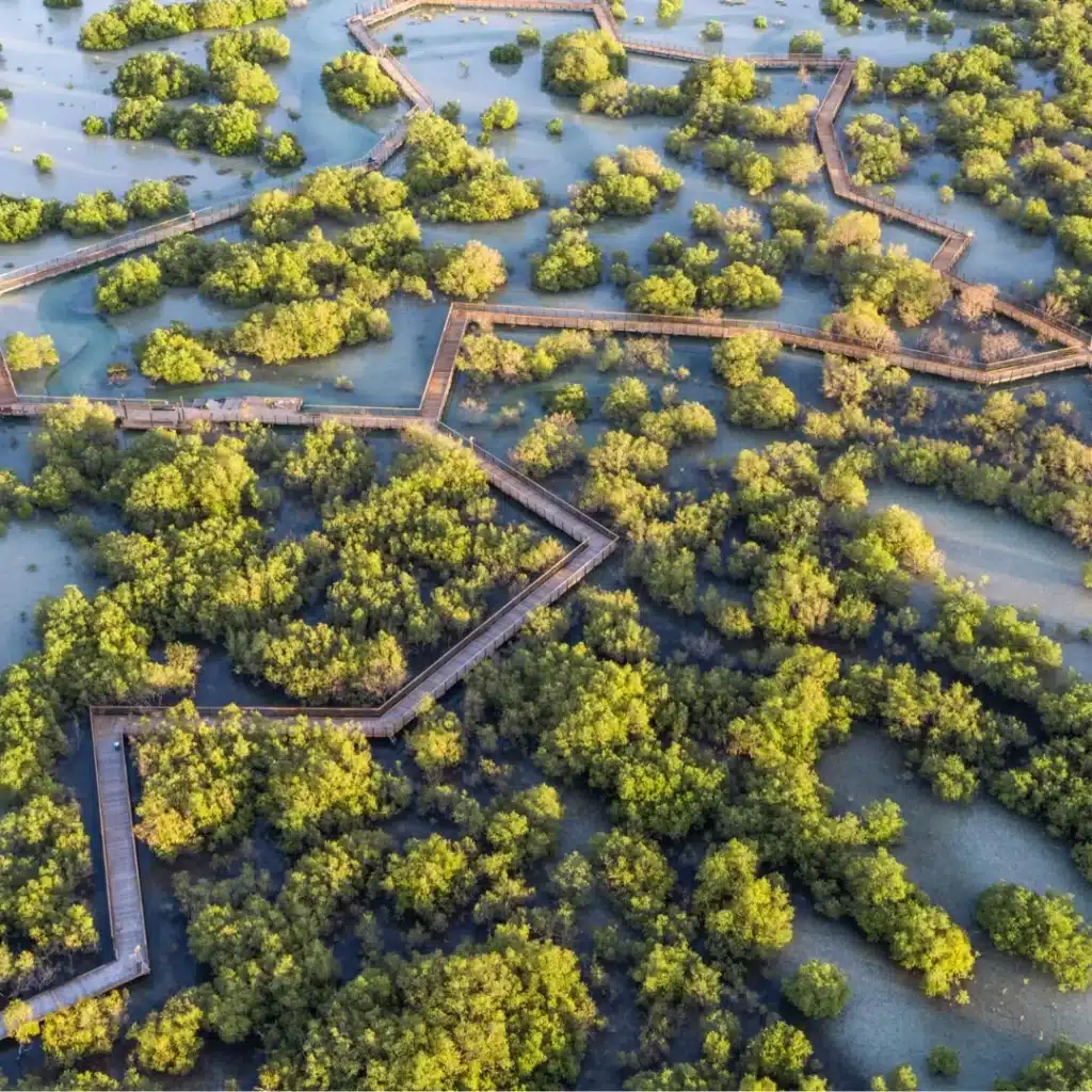 Abu Dhabi Mangroves