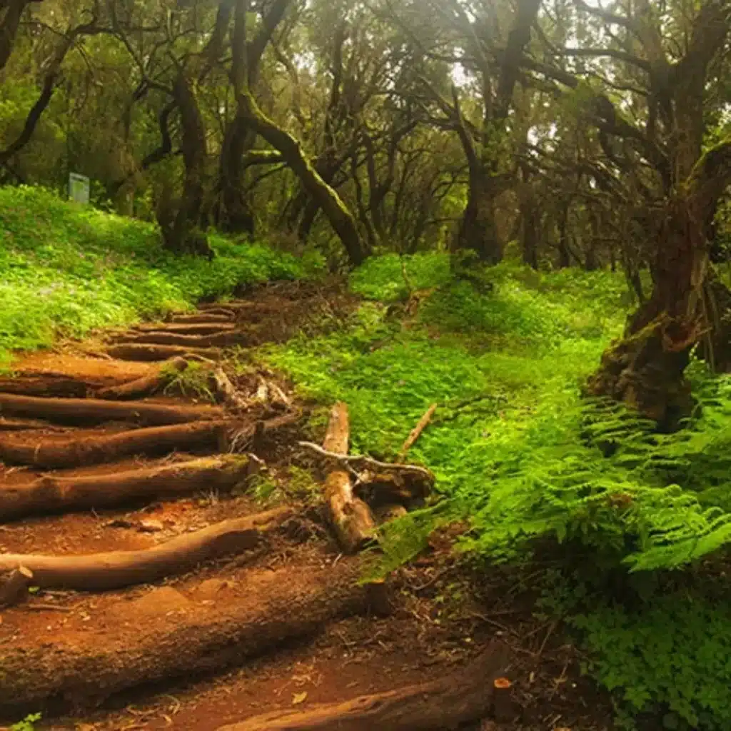 Garajonay Forest (La Gomera)