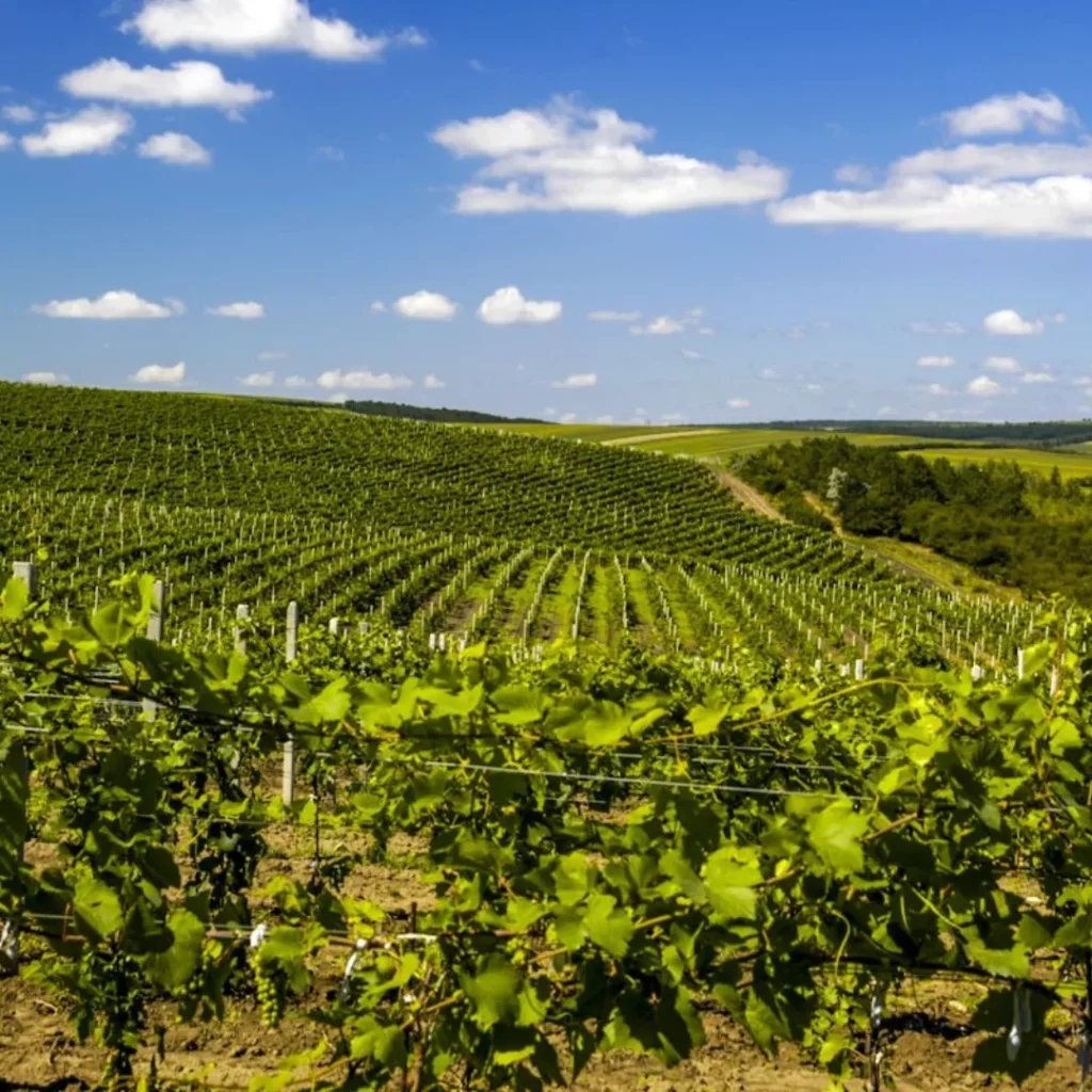 Mileștii Mici Wine Region