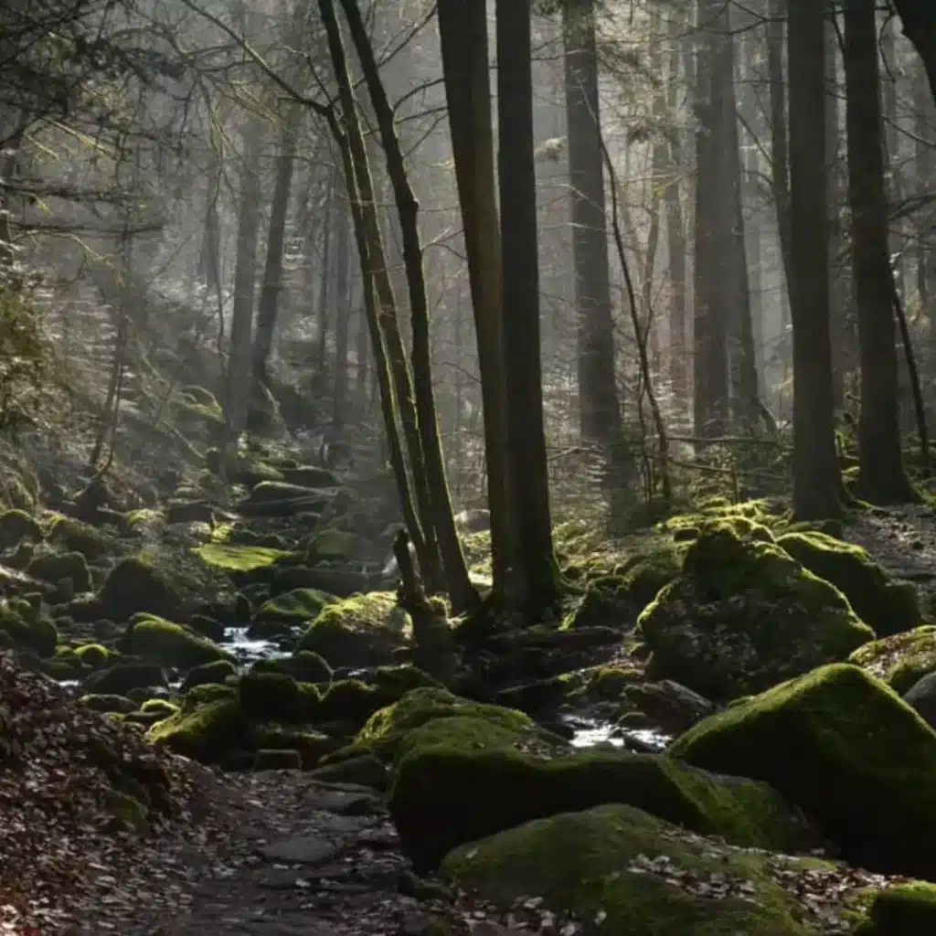 Black Forest