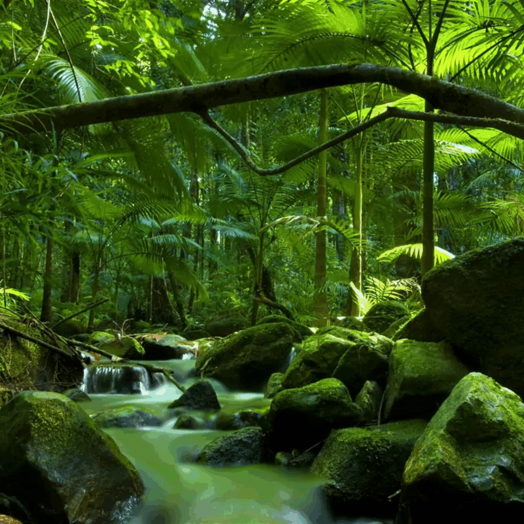 Daintree Rainforest