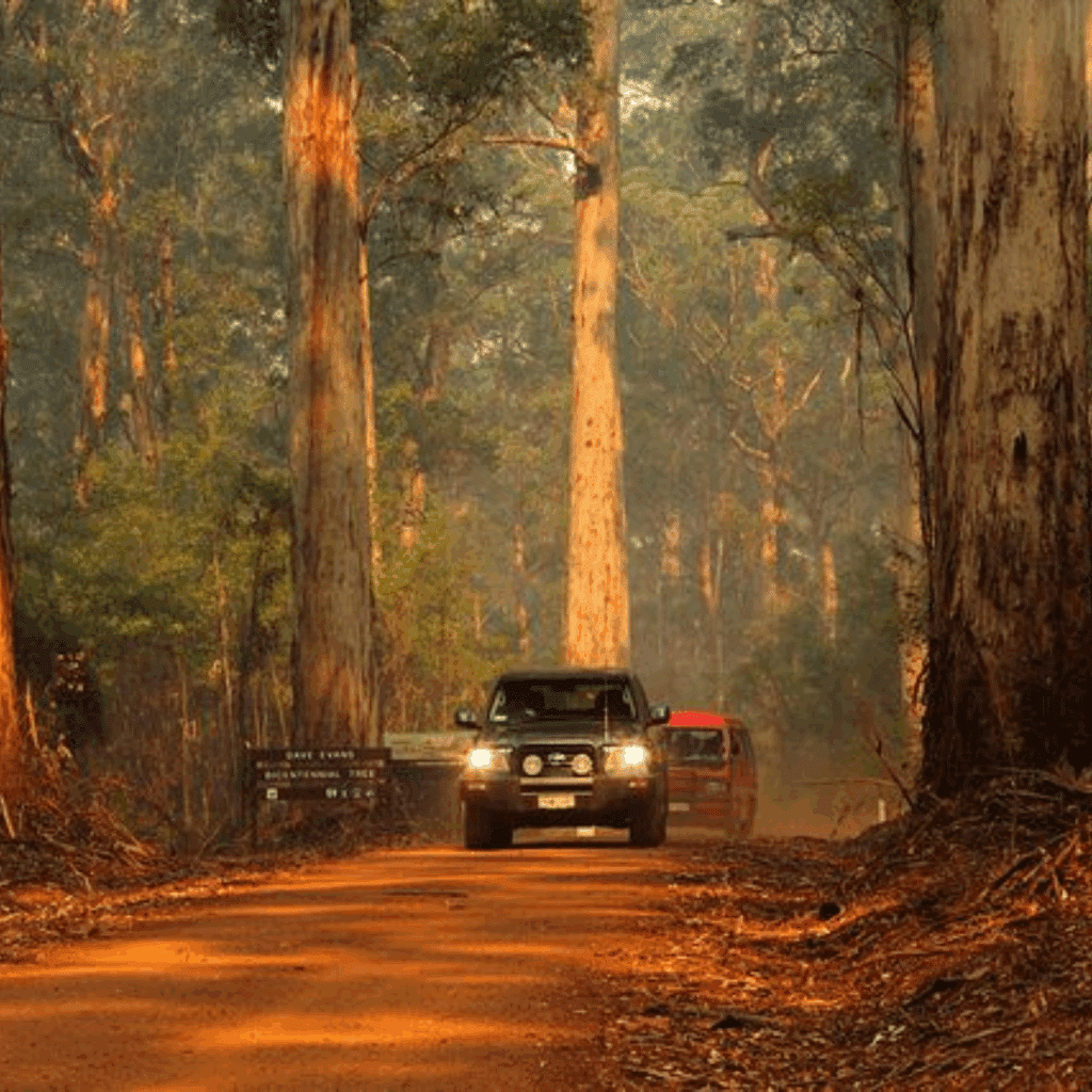 Karri Forest