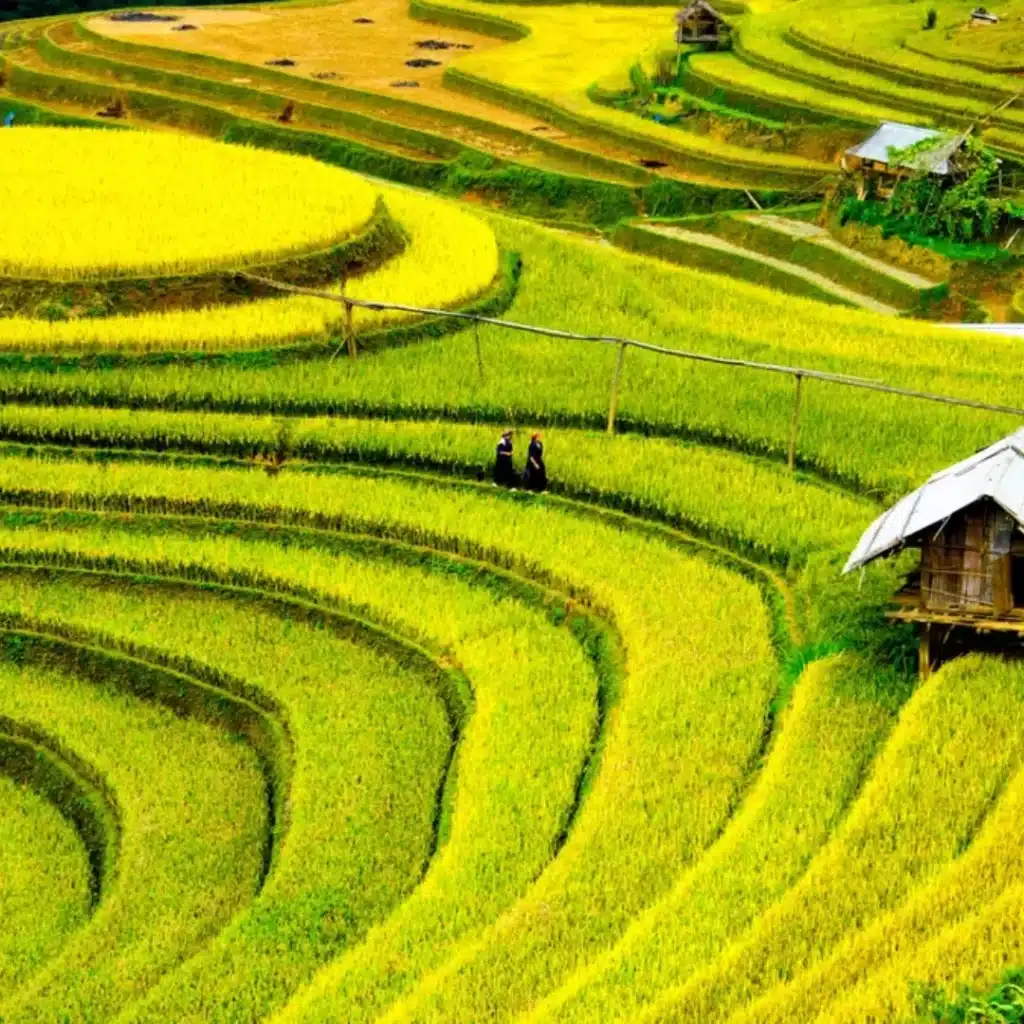 Sapa Rice Terraces
