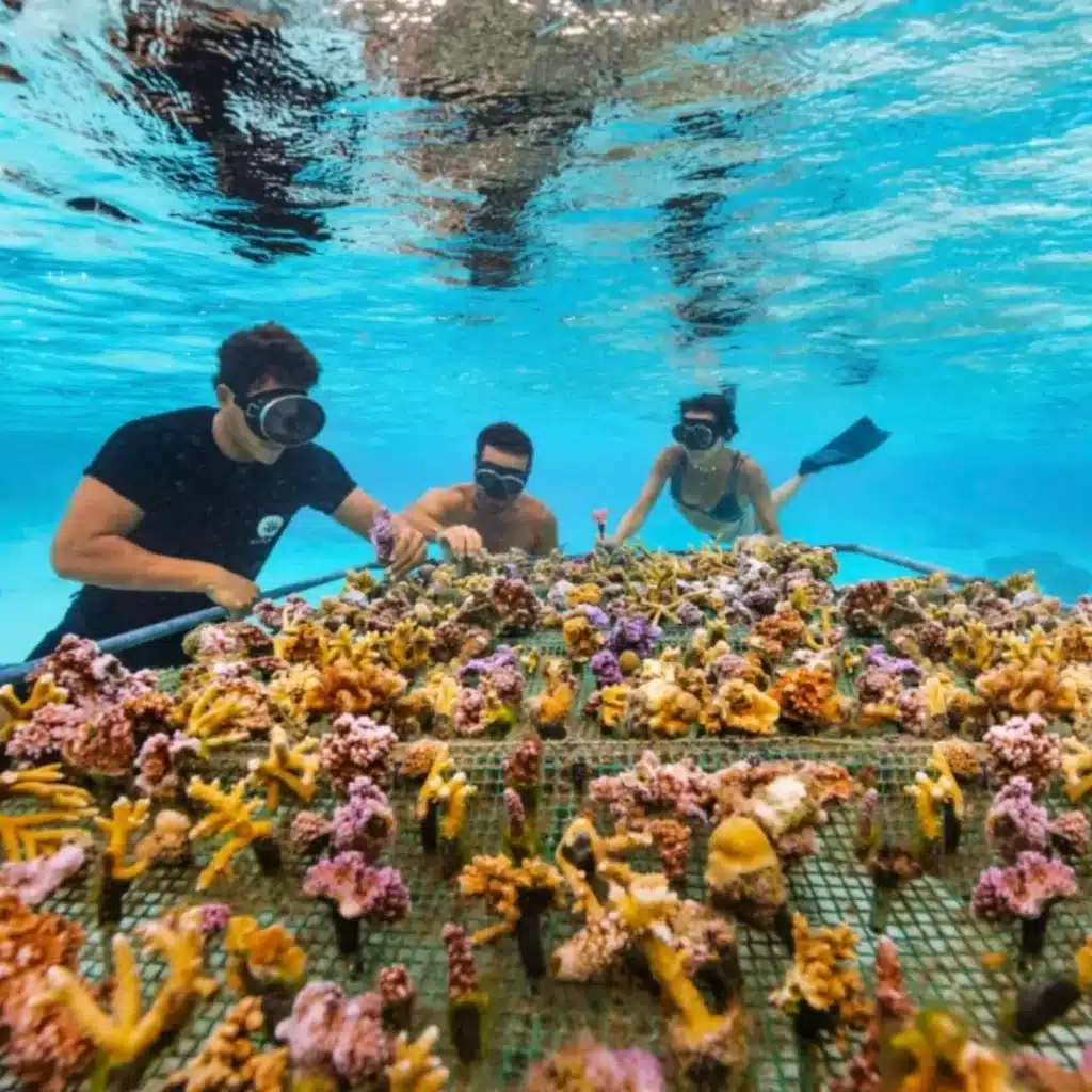 Shallow Coral Fields