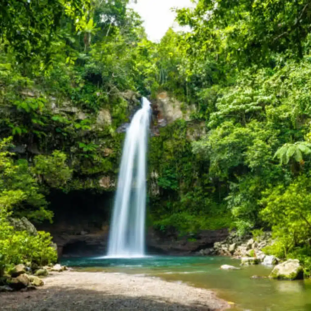Rainforest