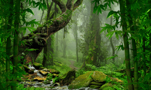 Jungle & Rainforest