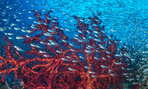 Marine & Underwater